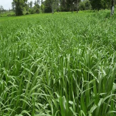 KNOWLEDGE SHARING BUILDS STRONGER FARMS